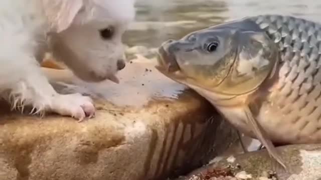 Titanic soung animal short video #Short cute animals video funny animals dog and cat video