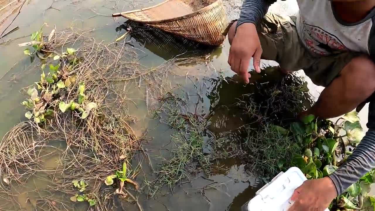 Net Fishing Amazing Video