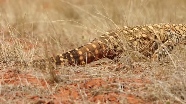 Beautiful snake 11111222