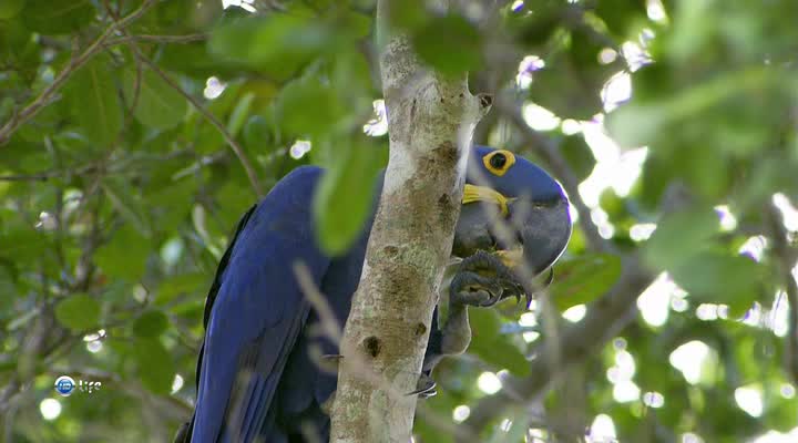 The largest parrot in the world - Hyacinth Ara tries to say the letter "R"