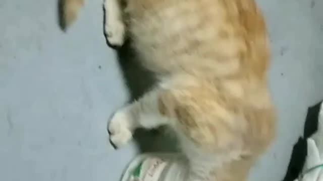 Cat cute Adorable Eating after he sees Me cat run away