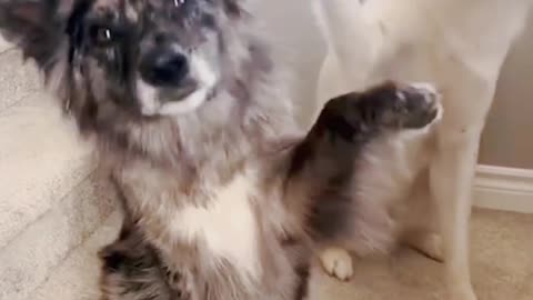A dog that imitates its master
