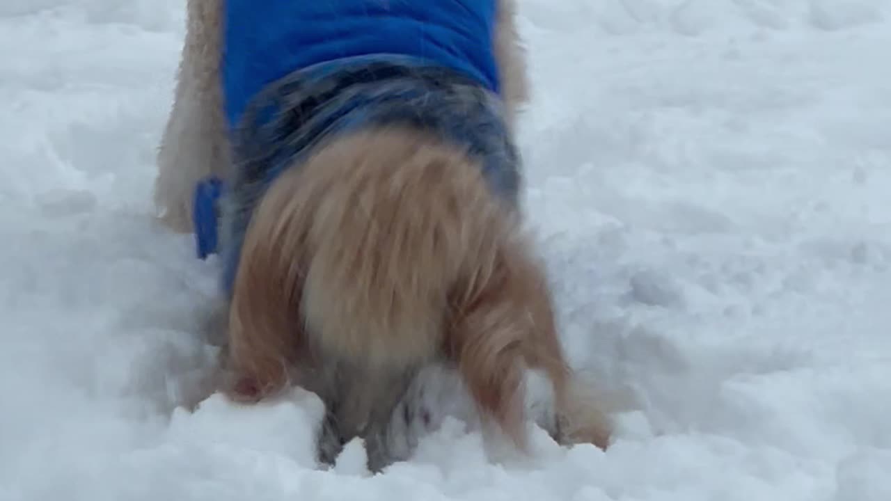 Standard Poodle