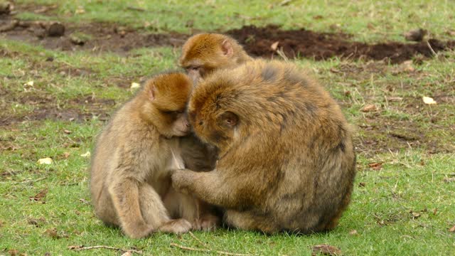 Monkeys catching lice [busted]