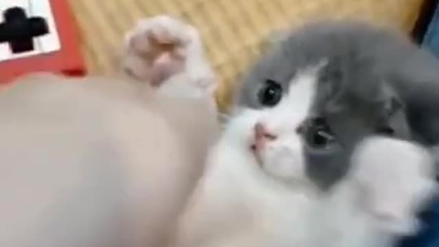 Cat loves to sit on owner's head while she works