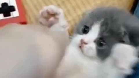 Cat loves to sit on owner's head while she works