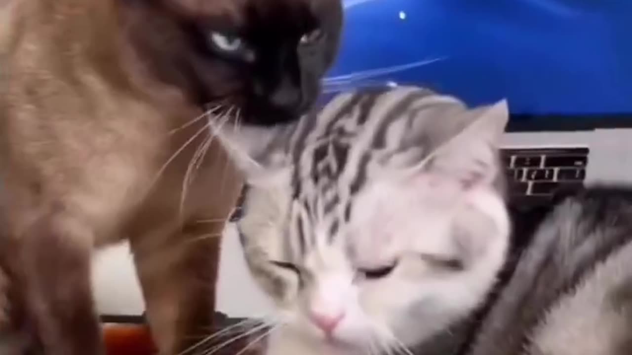 Whisker Wonderland: Funny Cat Compilation