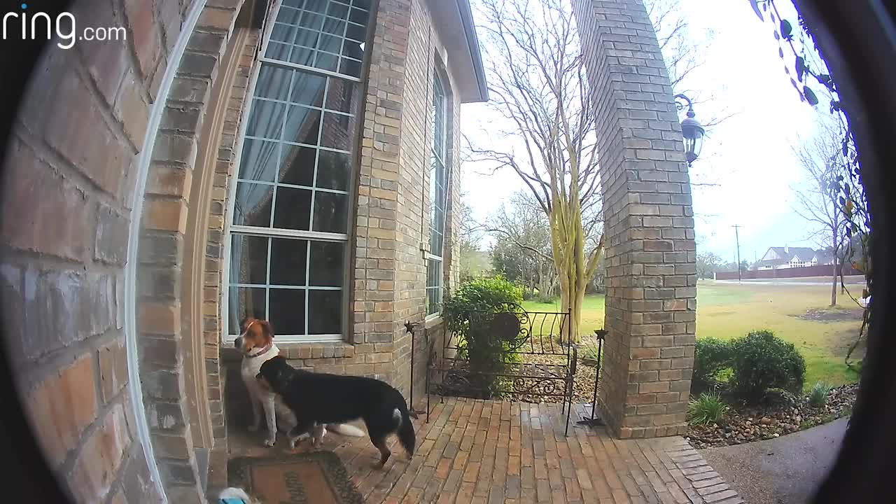 Family dog learns how to use door bell