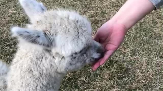 Eating alpaca in Jeju Island