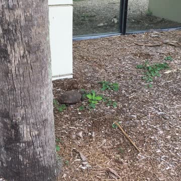 Very young gopher tortoise