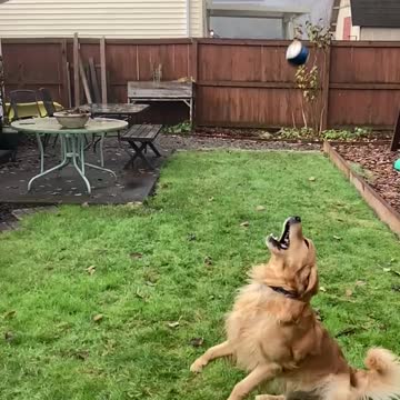 slo-mo of dog almost catching his ball