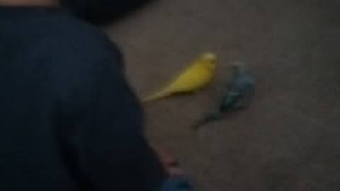Budgie