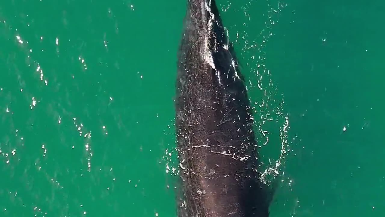 A Big Fish swimming in Watertown