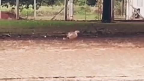 Bird playing with ball