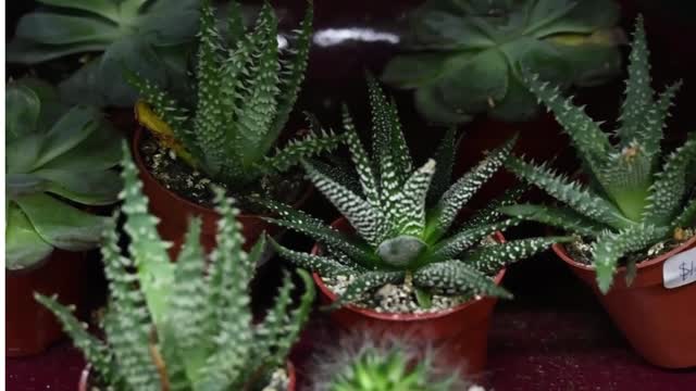 Succulents plants 4