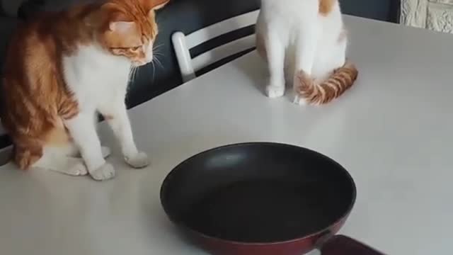 Cats Fascinated by Spinning pan 😻