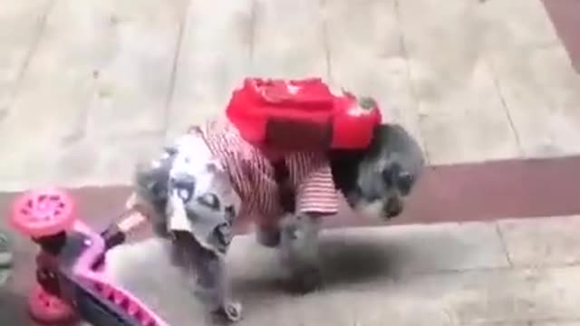 cute dog met funny accident while skating