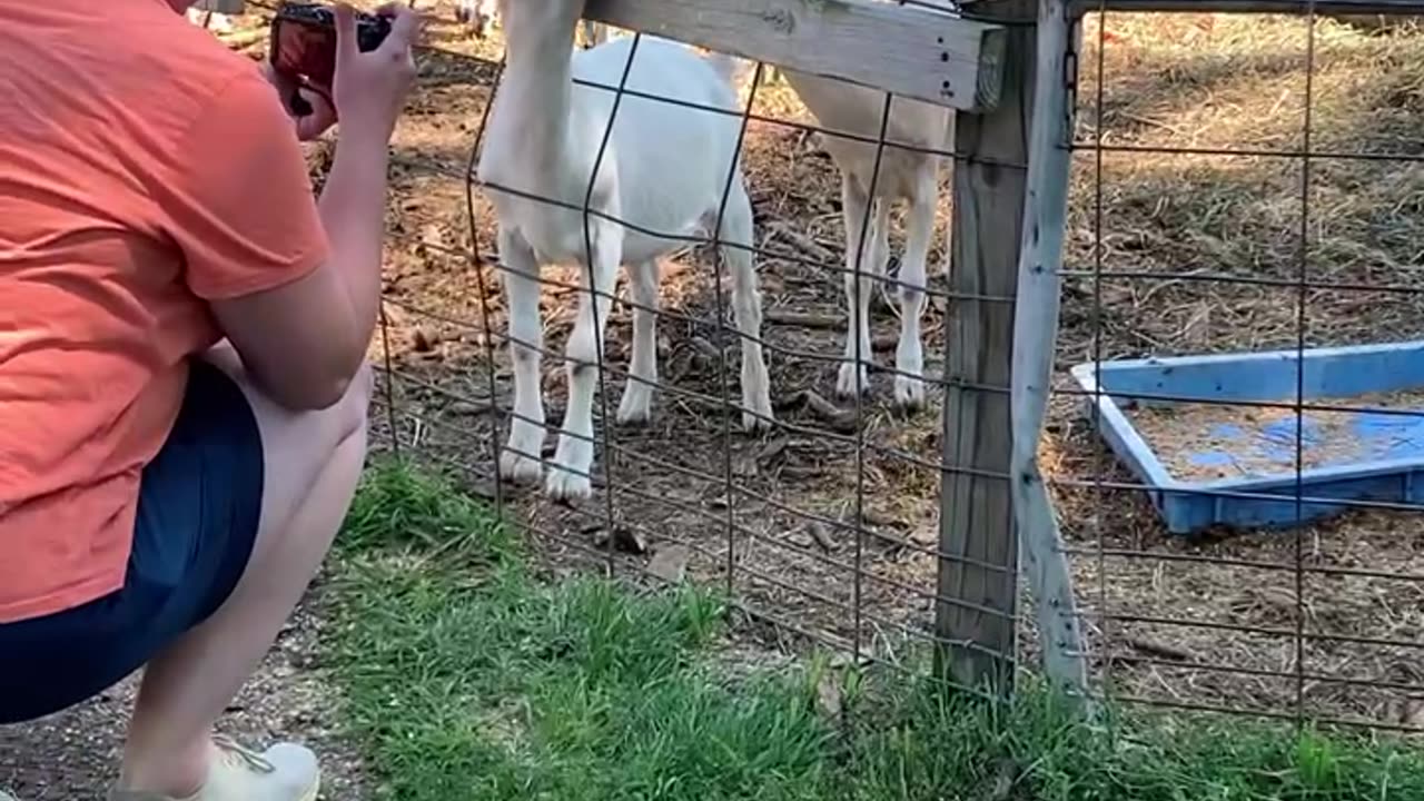 SOMETIMES YOU JUST NEED TO GOAT OUTSIDE!