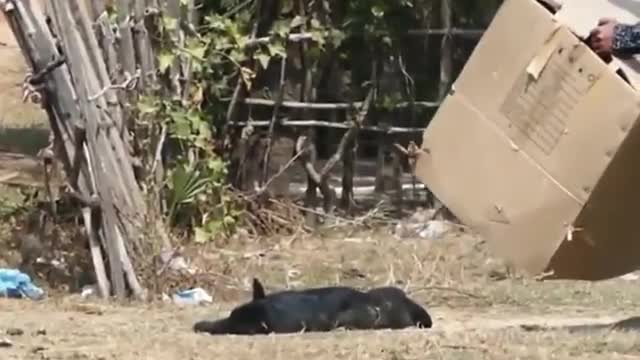 Fake lion and fake tiger pranked a dog