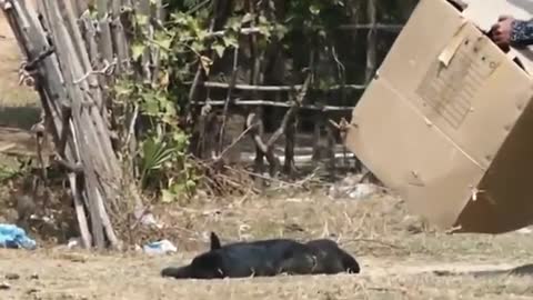 Fake lion and fake tiger pranked a dog