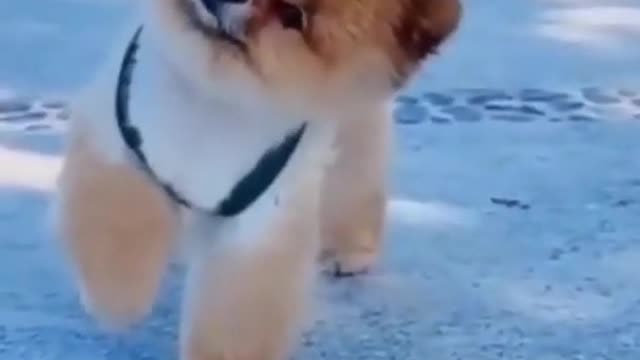 Funny dog video 😁