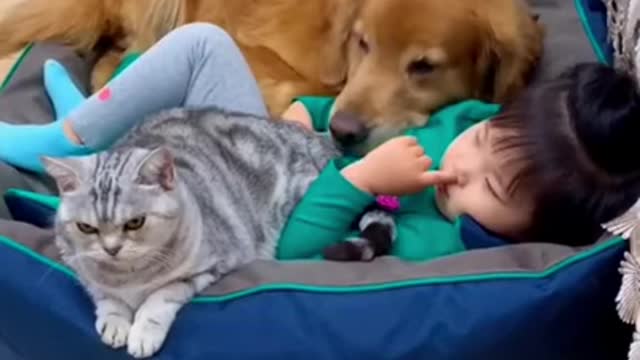 Cute cats VS dog , funny video cat and dog 2021