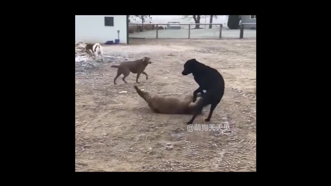 Super funny animal compilation, 🐶
