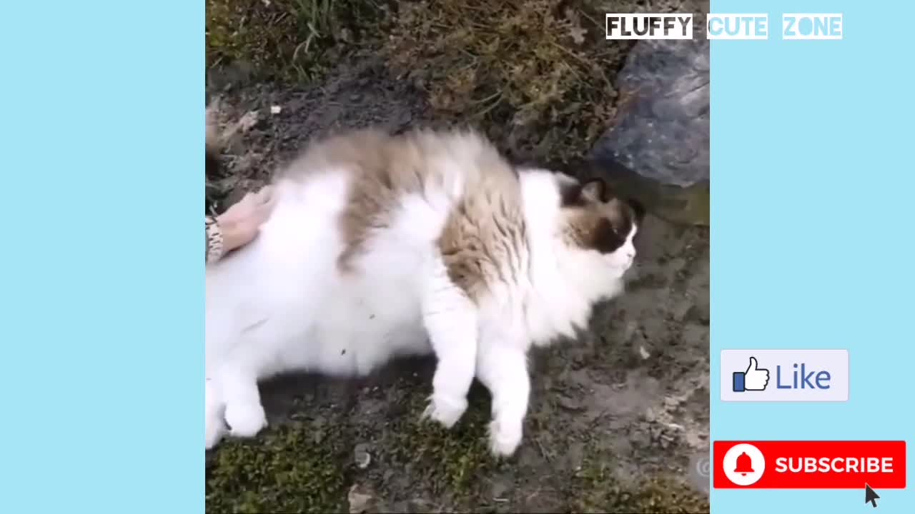 Funny Talking Cats Video Compilation 2