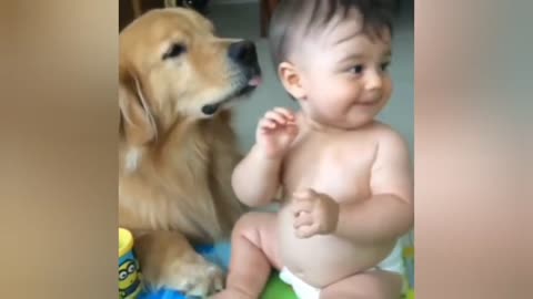 Golden Retriever Plays With Chunky Baby