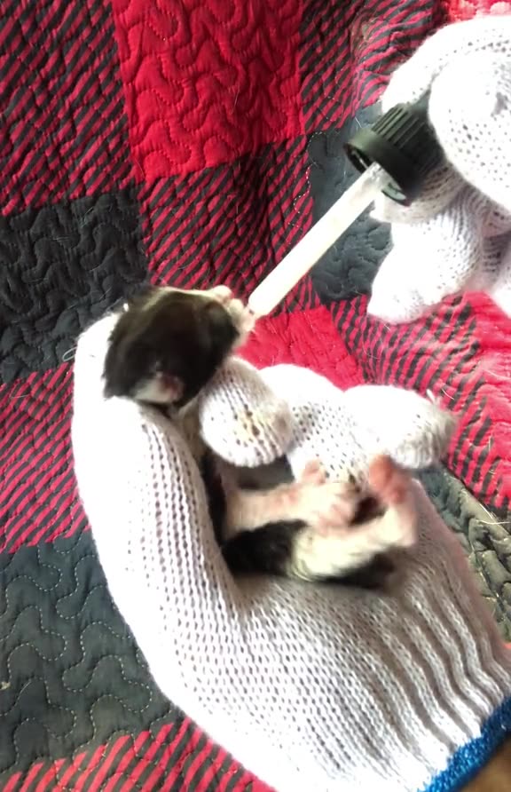 True Canadian Cowboy🍁I Found 2️⃣Little Abandoned😿Kittens👀So I'm Nursing🍼These🙏Little Guys Myself 🤠