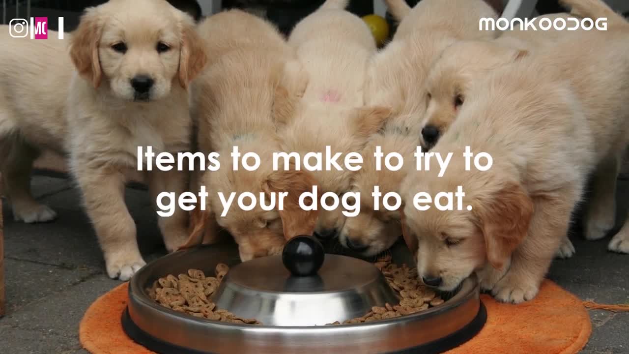 What to do if your dog not eating food or drinking water! tips to loss APPETITE