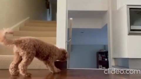 genius dog outplayed it's owner