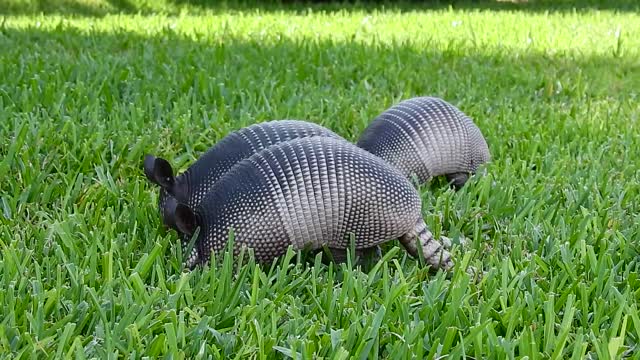 Armadillo By Morning! I think that's what George Strait said anyway.