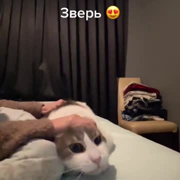 funny|prank|jokes|funny jokes|dad jokes|funny memes|funny video|fun|laughing|funny animal|knock