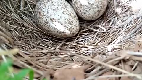 Oiseau tidili massfioua