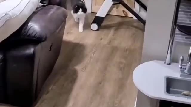 Funniest cat video😂