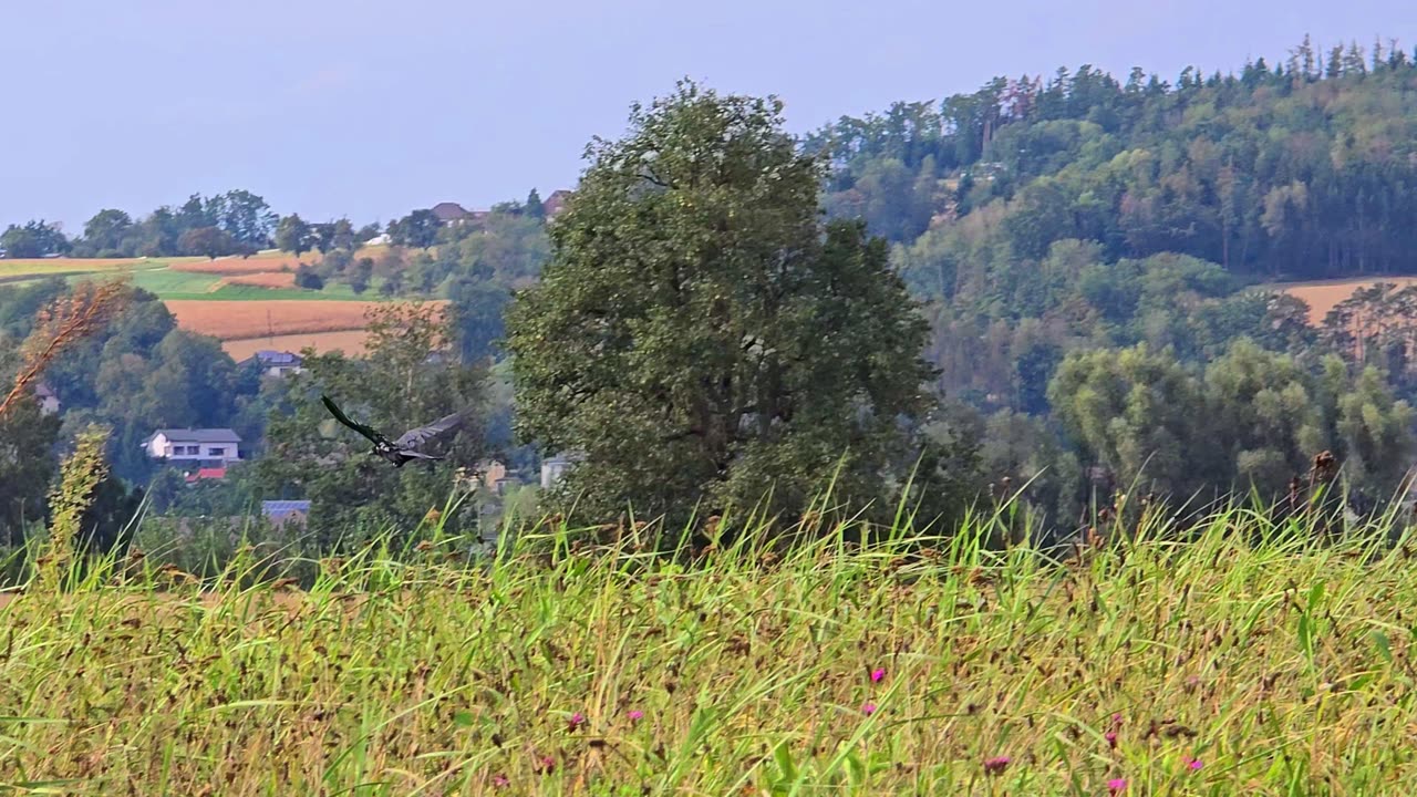 Beautiful raven in flight in slow motion with beautiful music.