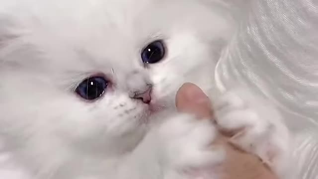 Coll cute cat video 2022