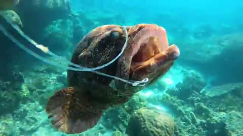 strange catching fish using plastic net and coconut leaves