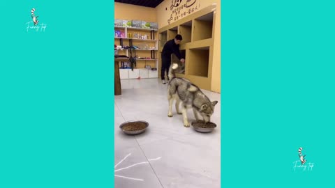 Super funny dog ​​thinks he is a rodeo champion.