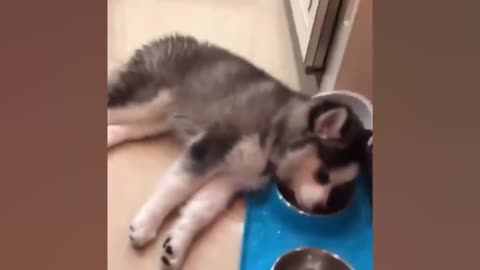 Dogs doing Funny Things Funny puppies videos