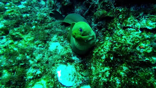 Buzo capta el misterio y belleza del mundo submarino