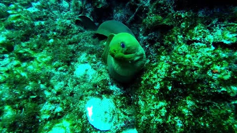 Buzo capta el misterio y belleza del mundo submarino