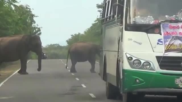 Buththala Road Elephant Attack sri lanka