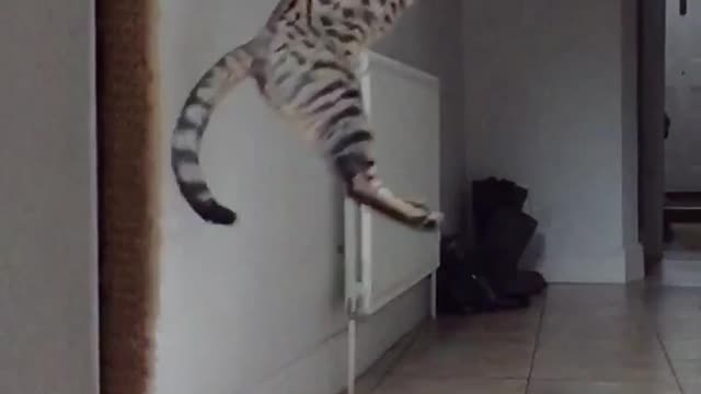 Grey cat jumping in slo mo catching toy