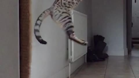 Grey cat jumping in slo mo catching toy