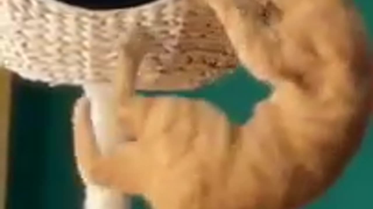 Funny cats!! Try not to laugh!!