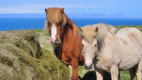 Hairy horses, Zhou have a beautiful hairdo
