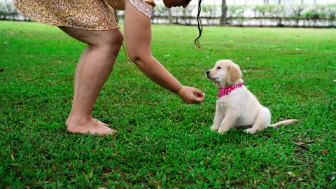 Treat to an angry dog in a Park