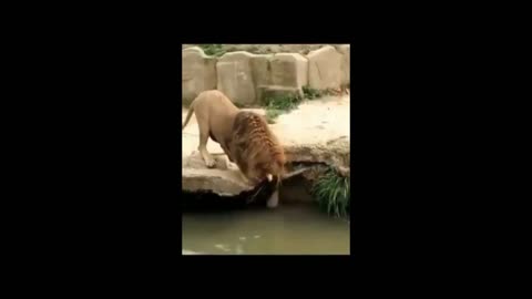 Lion With a Soft Heart Plays With Baby Duck